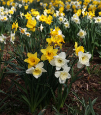 Narcisy zmes - Narcissus - cibuľoviny - 12 ks