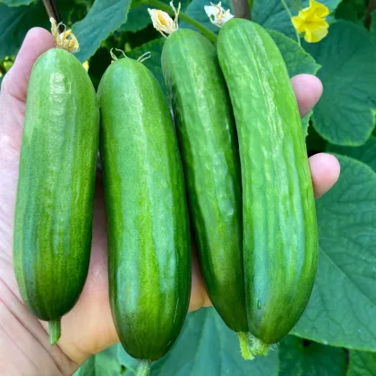 BIO uhorka Mirella - Cucumis sativus - bio semená uhorky - 10 ks