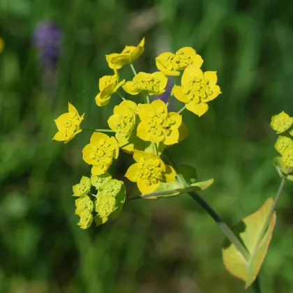 Prerastlík dlholistý - Bupleurum longifolium - semená prerastlíka - 60 ks