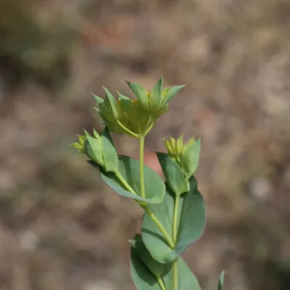 Prerastlík okrúhlolistý - Bupleurum rotundifolium B. griffithii - semená prorastlíka - 60 ks