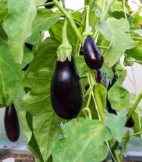 BIO Baklažán Black Beauty - Solanum melongena - bio semená baklažánu - 20ks