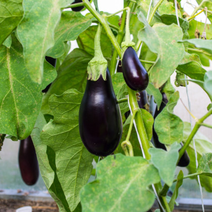 BIO Baklažán Black Beauty - Solanum melongena - bio semená baklažánu - 20ks