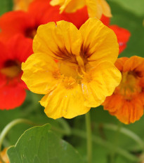 BIO Kapucínka - Tropaeolum majus - bio semená kapucínka - 10 ks