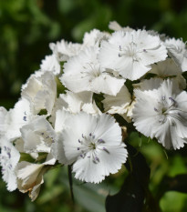 BIO Klinček bradatý Sweet William - Dianthus barbatus - bio semená klinčeka - 18 ks