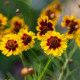 BIO Krásnoočko farebné - Coreopsis tinctoria - semená krásnoočka - 50 ks