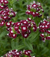 BIO Klinček bradatý Sweet William Chris - Dianthus barbatus - bio semená klinčeka - 18 ks