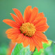 BIO Titónia okrúhlolistá - Tithonia rotundifolia - bio semená titónia - 50 ks