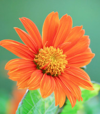 BIO Titónia okrúhlolistá - Tithonia rotundifolia - bio semená titónia - 50 ks