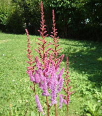 Astilba čínska fialová - Astilbe chinensis - semená astilby - 10 ks