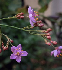 Ženšen kórejský - Talinum paniculatum - semená ženšena - 15 ks