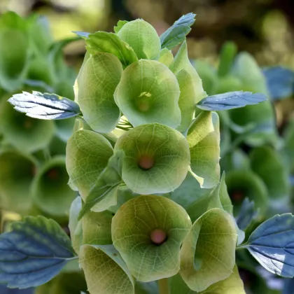 Írsky zvonček - Moluccella laevis - semená molučenky - 50 ks