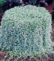 Strieborný dážď Silver Falls - Dichondra emerald - semená strieborného dažďa - 6 ks