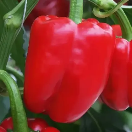 Paprika Beluga Red F1 - Capsicum annuum - semená papriky - 5 ks