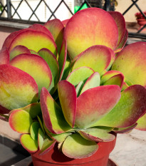 Kalanchoe thyrsiflora - Kalanchoe - semená kalanchoe - 15 ks