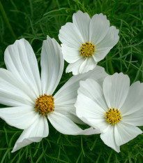 Krasuľka perovitá Cosmini White - Cosmos bipinnatus - semená krasuľky - 20 ks