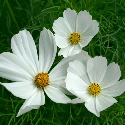 Krasuľka perovitá Cosmini White - Cosmos bipinnatus - semená krasuľky - 20 ks