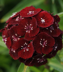 Klinček bradatý Sweet Black Cherry F1 - Dianthus barbatus - semená klinčeka - 20 ks