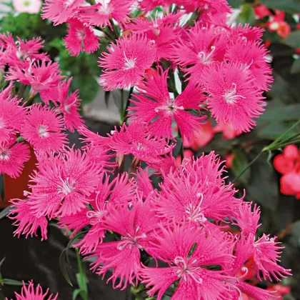 Klinček bradatý Bouquet Purple F1 - Dianthus barbatus - semená klinčeka - 20 ks