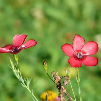 Ľan veľkokvetý červený - Linum grandiflorum - semená ľanu - 140 ks