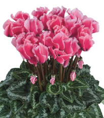 Cyklamén perzský Halios Curly Rose F1 - Cyclamen persicum - semená cyklámena - 6 ks