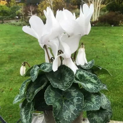 Cyklamén perzský Halios Pure White F1 - Cyclamen persicum - semená cyklámen - 6 ks