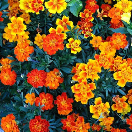 Aksamietnica jednoduchá zmes - Tagetes patula - semená Aksamietnica - 0,3 g