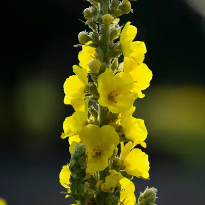 BIO Divozel veľkokvetý - Verbascum densiflorum - semená divozelu - 300 ks