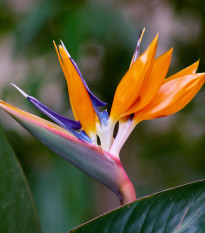 Strelícia kráľovská - Strelitzia reginae - semená strelície - 2 ks