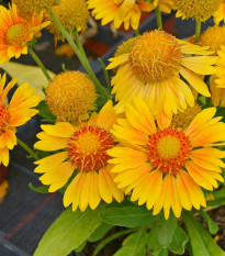 Kokarda Arizona Apricot - Gaillardia aristata - semená kokardy - 10 ks