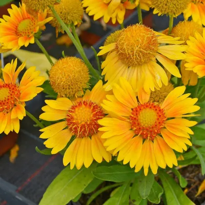 Kokarda Arizona Apricot - Gaillardia aristata - semená kokardy - 10 ks