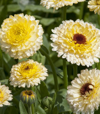 Nechtík lekársky Ivory Princess - Calendula officinalis - semená nechtíka - 40 ks