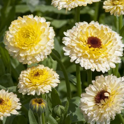 Nechtík lekársky Ivory Princess - Calendula officinalis - semená nechtíka - 40 ks