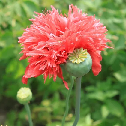 Mak siaty Rose Feathers - Papaver somniferum - semená maku - 200 ks