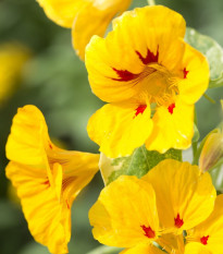 Kapucínka väčšia Alaska Ladybird - Tropaeolum majus - semená kapucínky - 10 ks