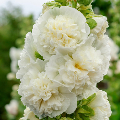Topoľovka plnokvetá biela Chaters - Alcea rosea - semená topoľovky - 12 ks