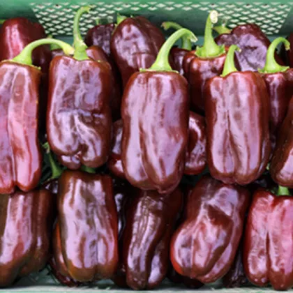 BIO paprika Chocobell - Capsicum annuum - bio semená papriky - 8 ks