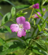 Vŕbovka malokvetá - Epilobium parviflorum - semená vŕbovky - 0,05 g