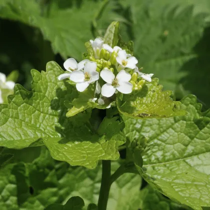 Cesnačka lekárska - Alliaria petiolata - semená cesnačky - 45 ks