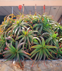 Aloe stromovitá - Aloe arborescens - semená aloe - 6 ks