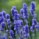 Levanduľa lekárska Provence Blue - Lavandula angustifolia - semená levandule - 15 ks