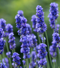 Levanduľa lekárska Provence Blue - Lavandula angustifolia - semená levandule - 15 ks