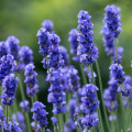 Levanduľa lekárska Provence Blue - Lavandula angustifolia - semená levandule - 15 ks