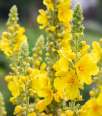 Divozel malokvetý - Verbascum thapus - semená divozela - 0,02 g