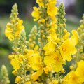 Divozel malokvetý - Verbascum thapus - semená divozela - 0,02 g