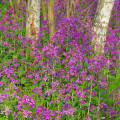 Mesačnica ročná fialová Honesty - Lunaria annua - semená mesačnice - 50 ks