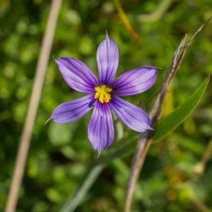 Badil úzkolistý - Sisyrinchium angustifolium - predaj semien - 10 ks