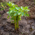 BIO ligurček lekársky - Levisticum officinale - bio semená ligurčeka - 120 ks