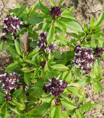 Bazalka thajská - Ocimum basilicum var. thyrsiflora - semená bazalky - 50 ks