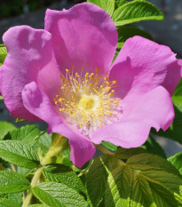 Ruža vráskavá - Rosa rugosa - semená ruže - 5 ks