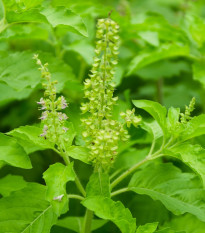 Bazalka indická Tulsi - Ocimum tenuiflorum - semená bazalky - 50 ks